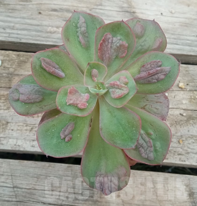 SHPR13713 Echeveria Baron Bold - Image 2