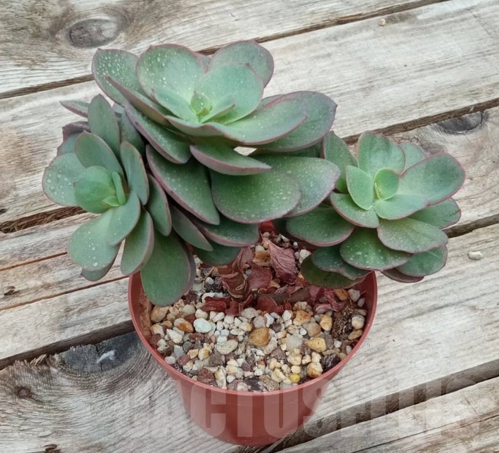 SHPR13646 Echeveria Suyon - 画像 (2)