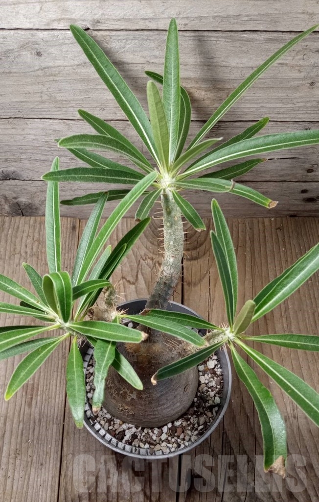 SHPR13727 Pachypodium rosulatum ssp. gracilius Кактус онлайн