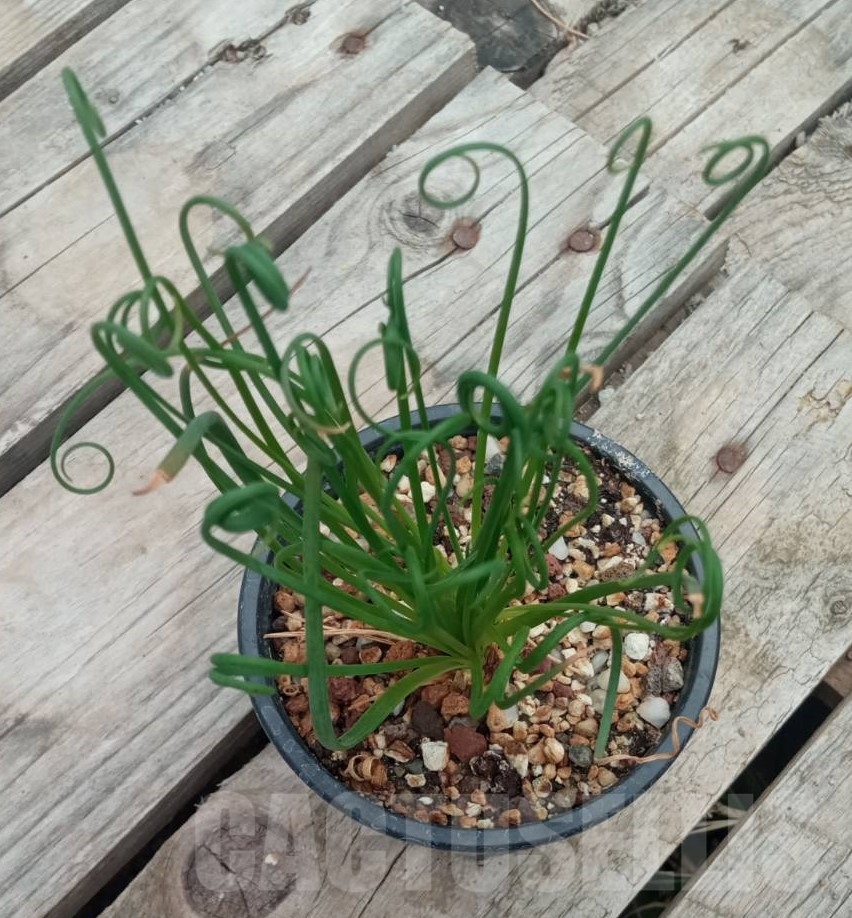 SHPR13716 Albuca spiralis - immagine 2
