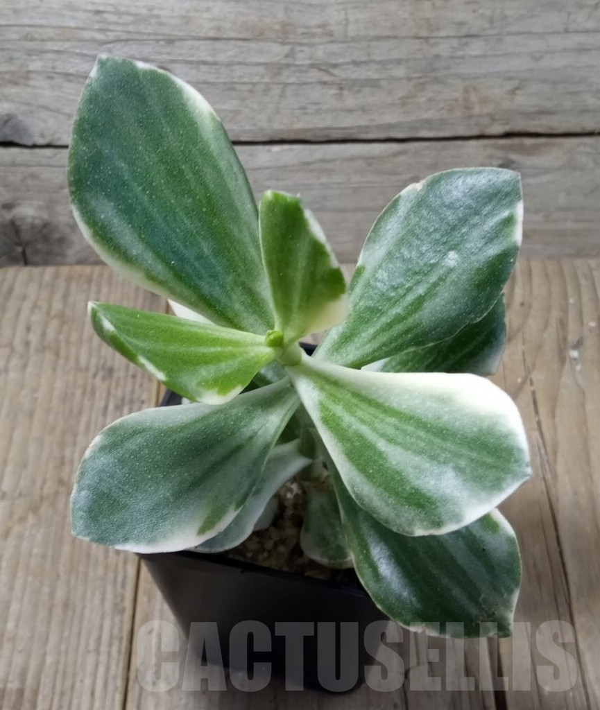 SHPR11558 Crassula ovata white - Imagen 2