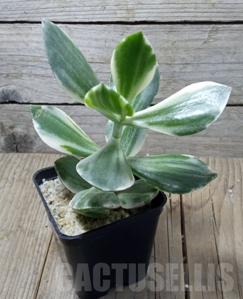 SHPR11558 Crassula ovata white