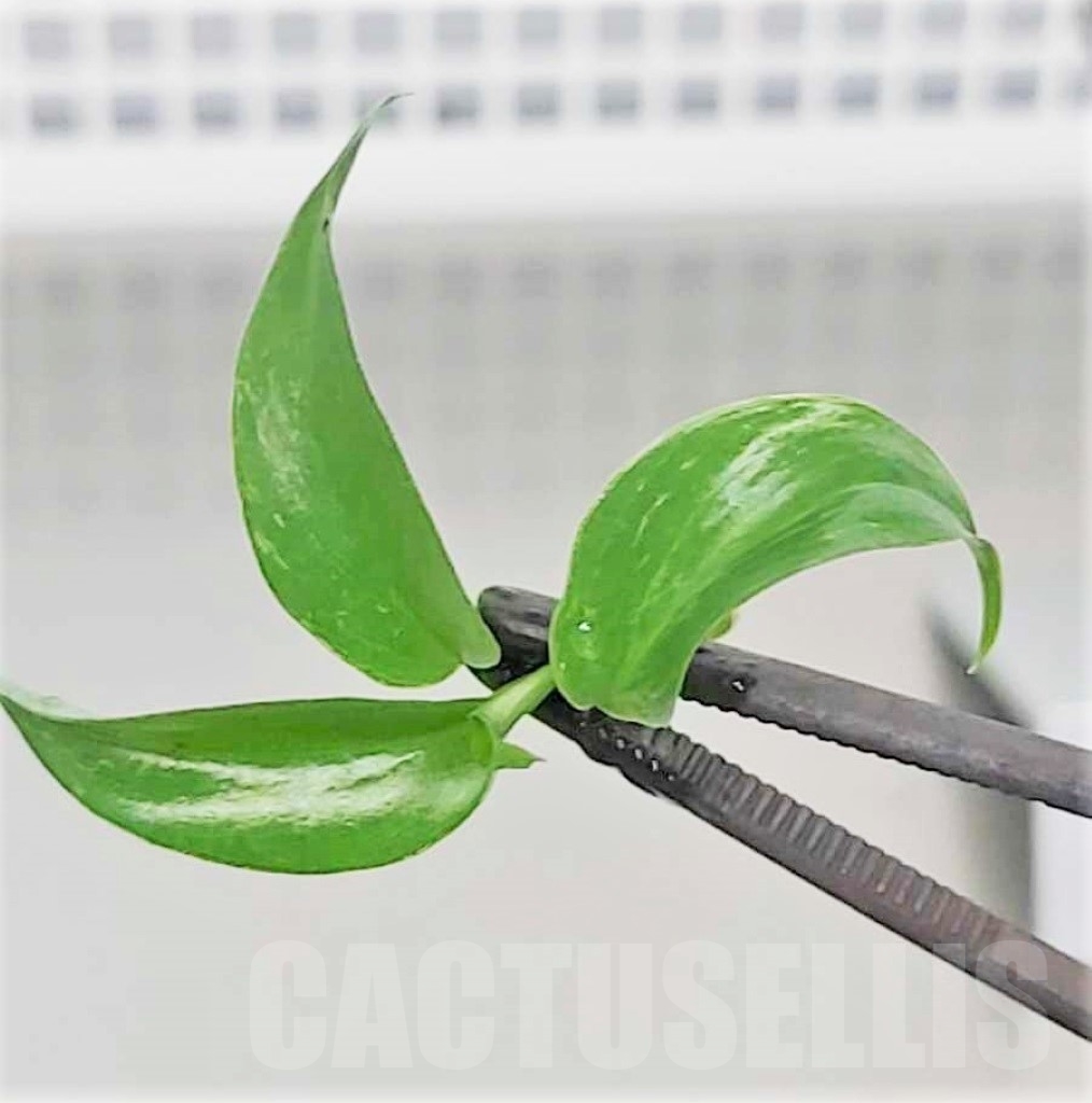 LAB038 Philodendron minarum TC plant - Image 2