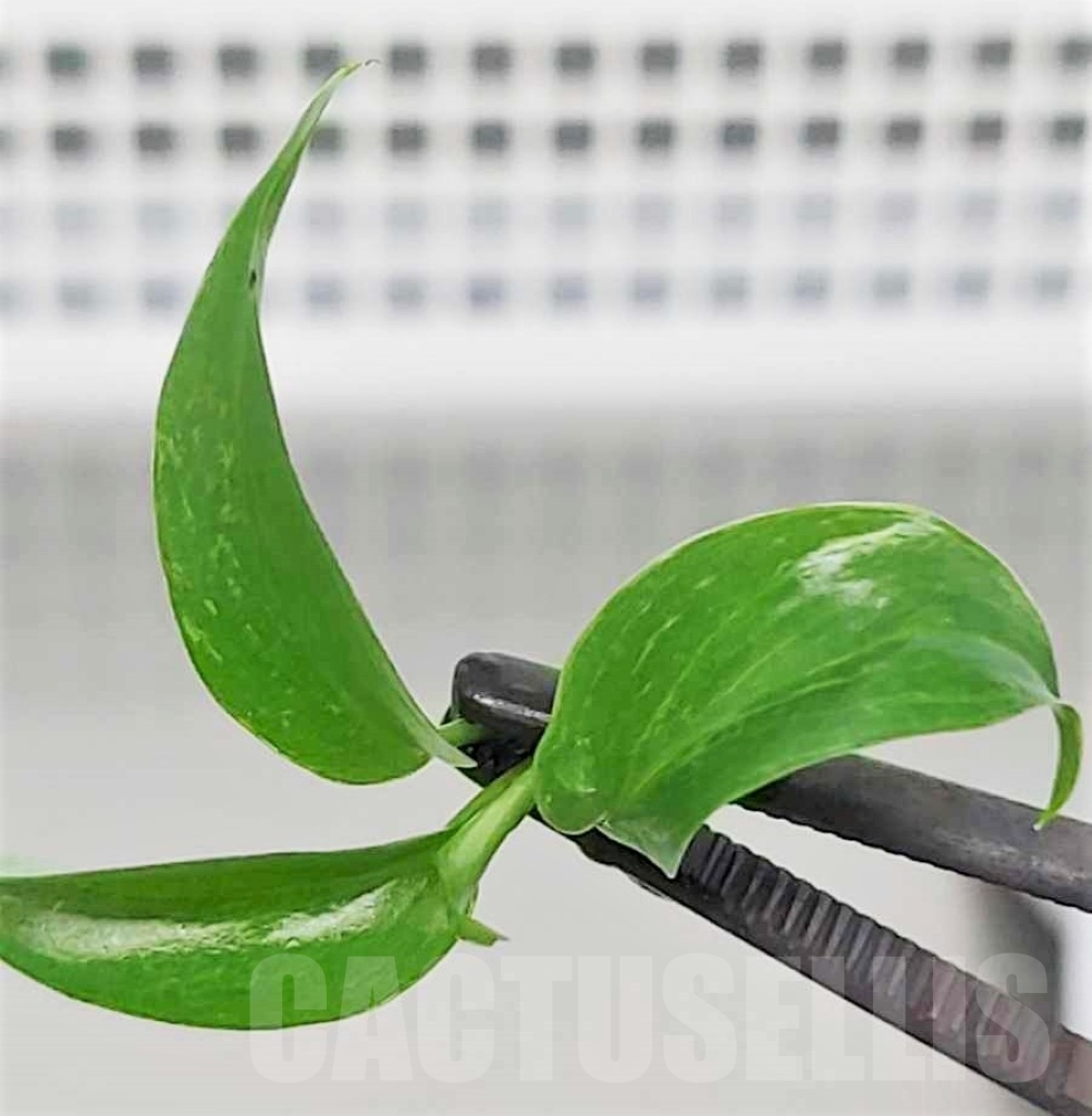 LAB038 Philodendron minarum TC plant