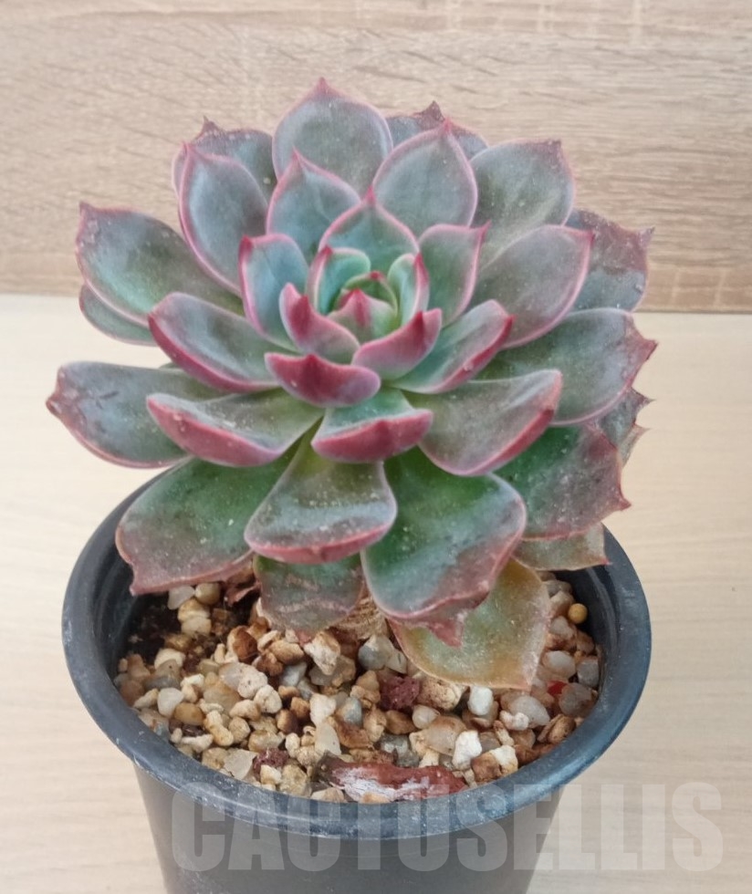 SHPR13668 ECHEVERIA SAINT LOUIS