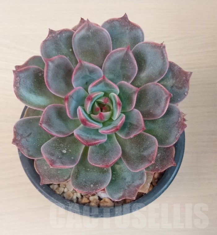 SHPR13668 ECHEVERIA SAINT LOUIS - Image 2
