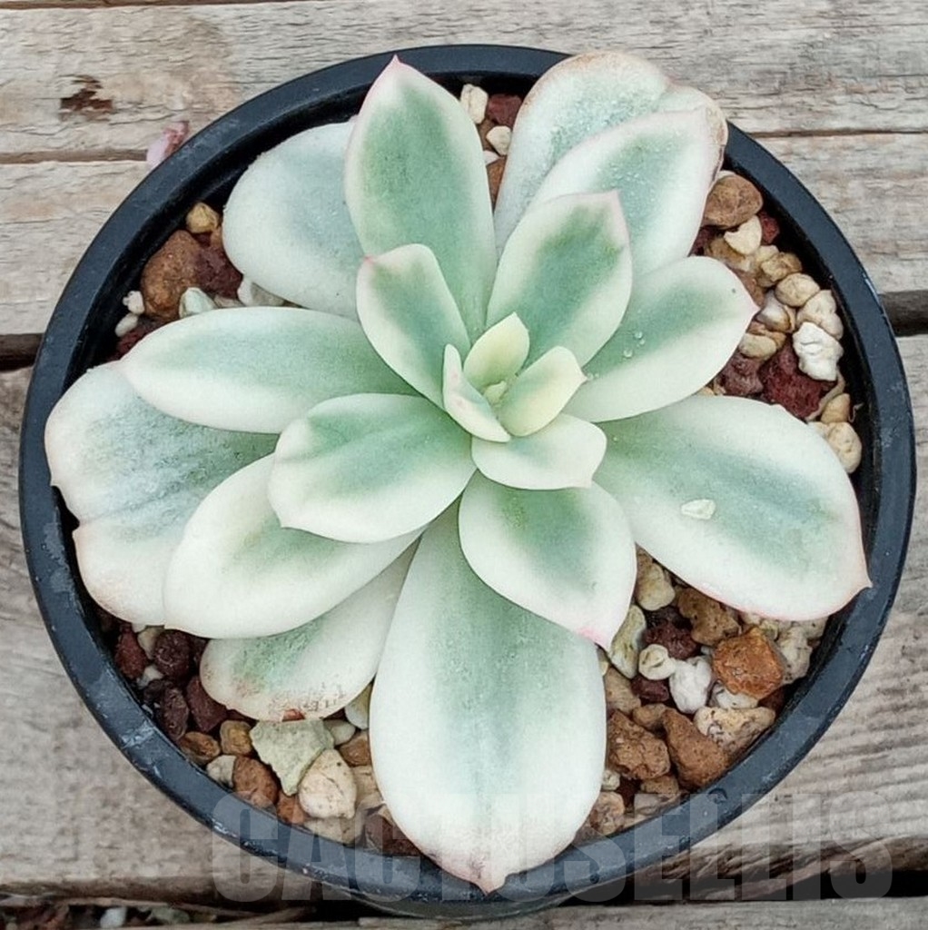 SHPR13661 Echeveria 'Lemon Lime' Variegated