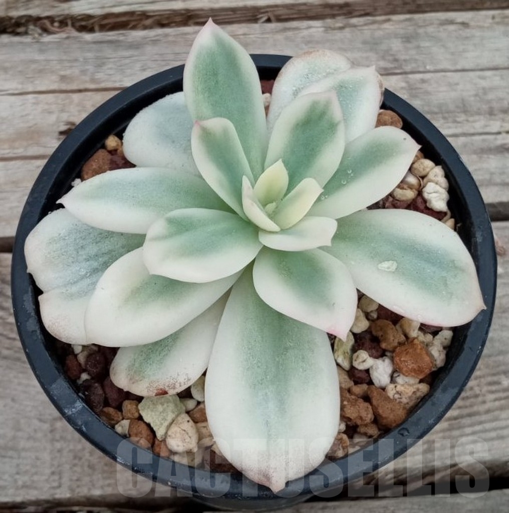 SHPR13661 Echeveria 'Lemon Lime' Variegated - Obrázek 2