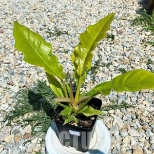 LAB032 Philodendron 'Golden Crocodile' TC plant - immagine 6