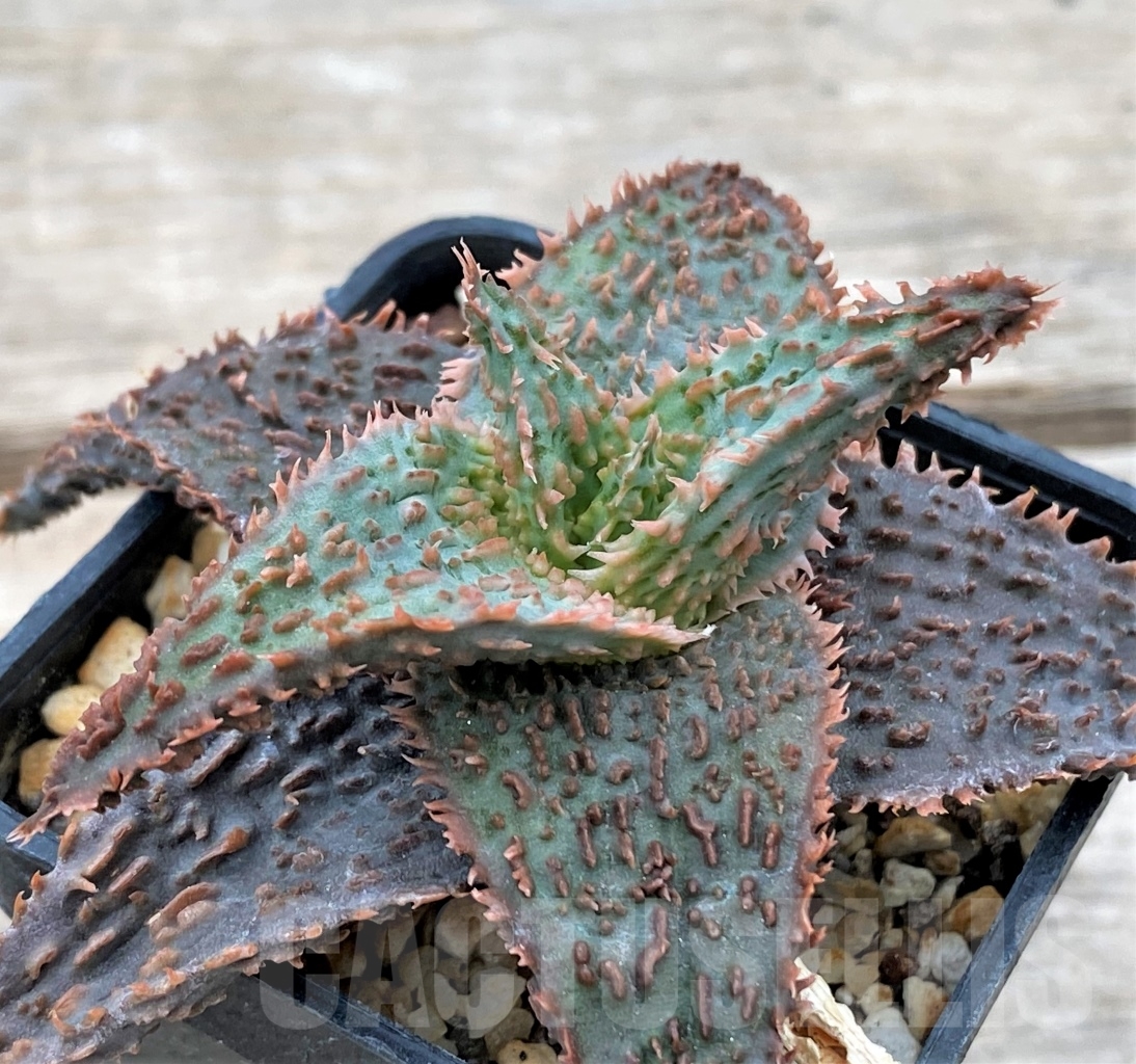 SHPR12353 Aloe hybrid