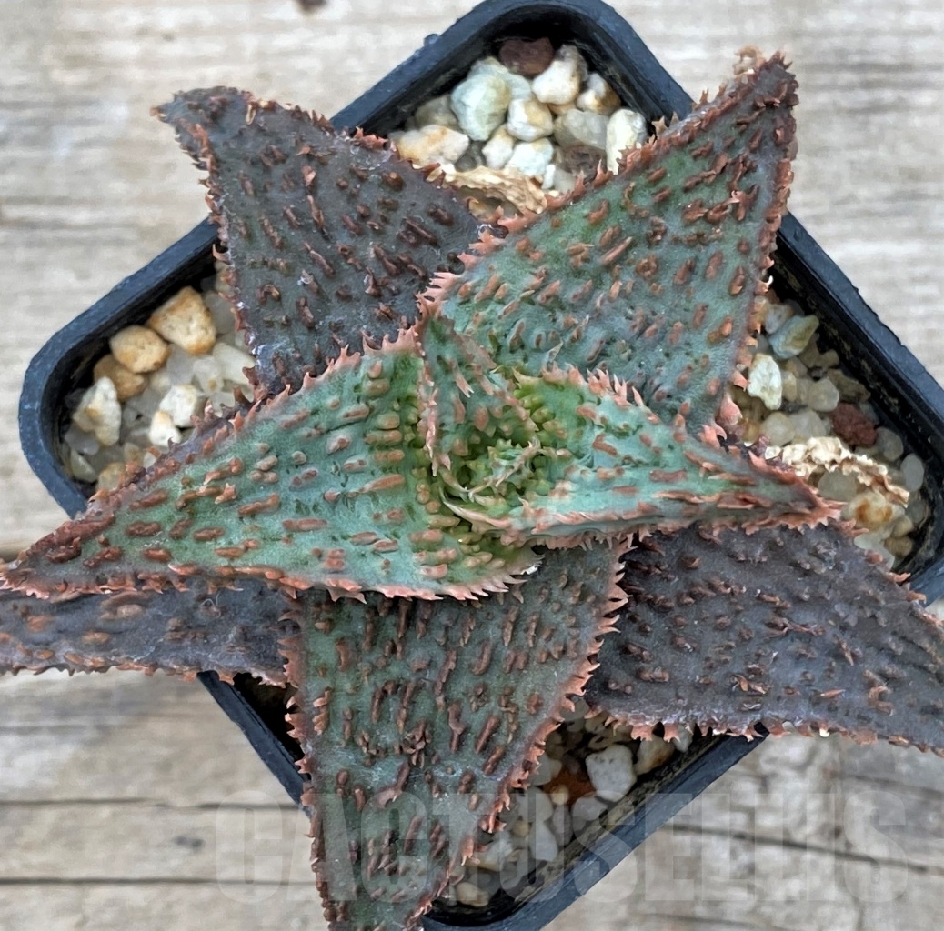 SHPR12353 Aloe hybrid - immagine 2