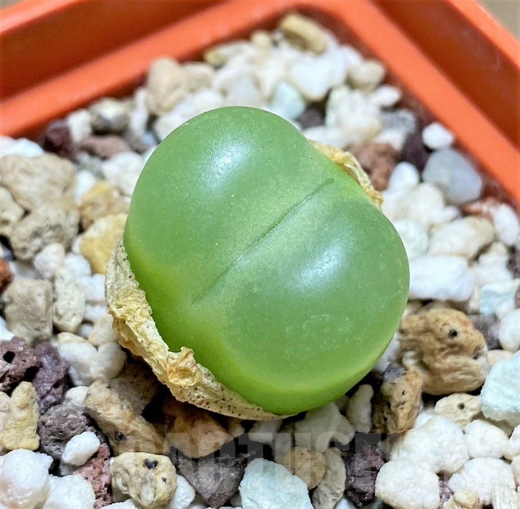 SHPR11296 Conophytum ratum SH1200 - 画像 (2)