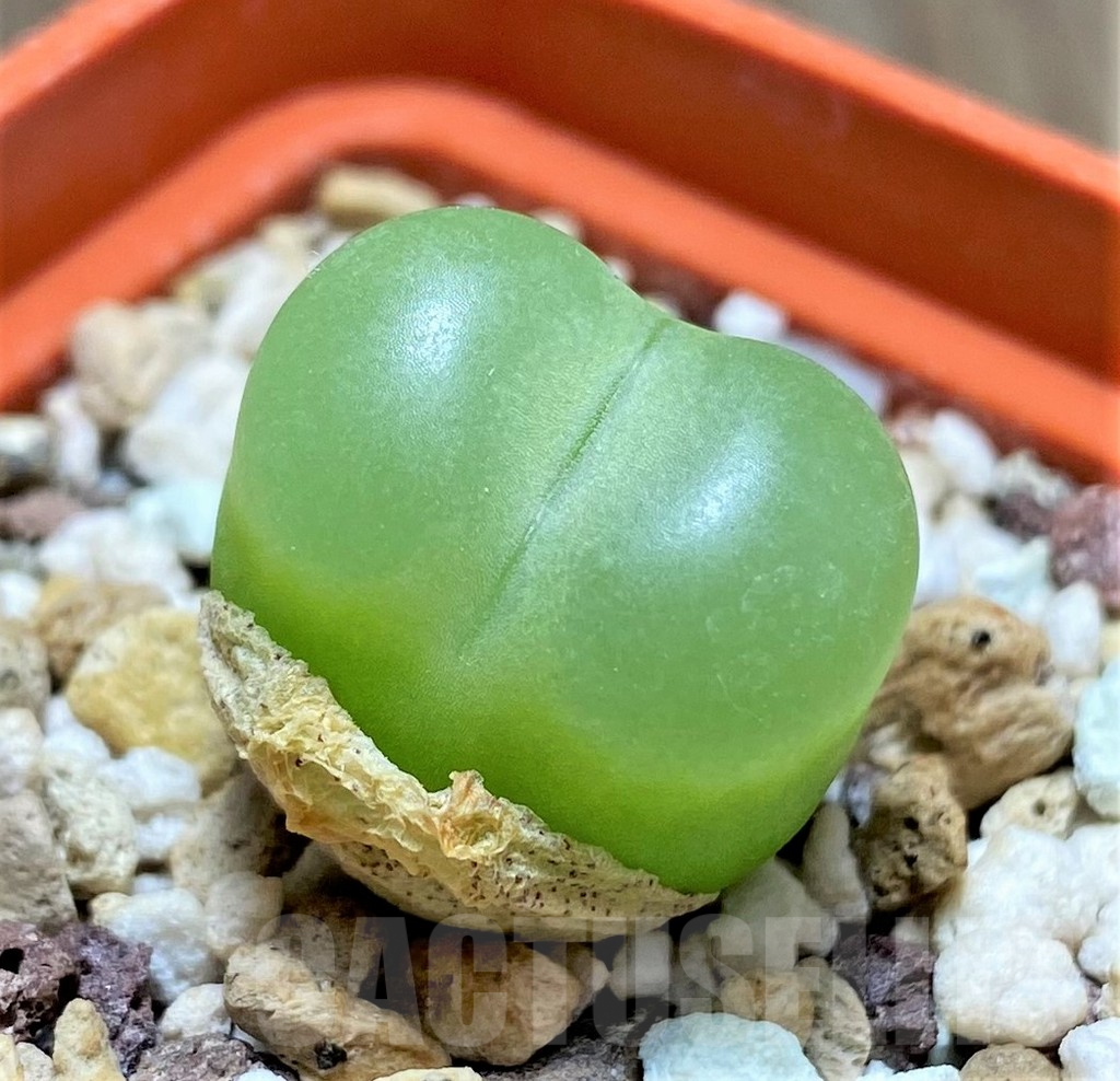 SHPR11296 Conophytum ratum SH1200 - 画像 (3)