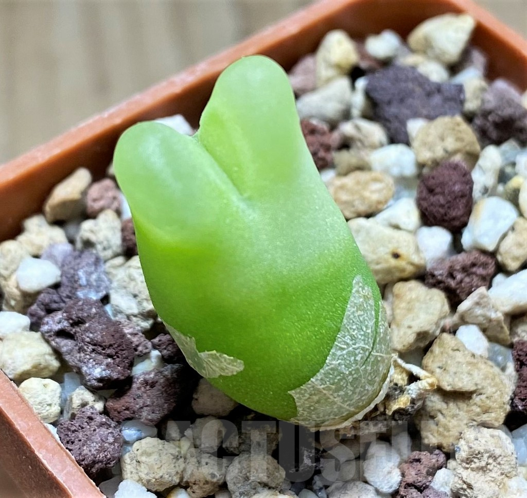 SHPR11297 Conophytum ratum SH1200
