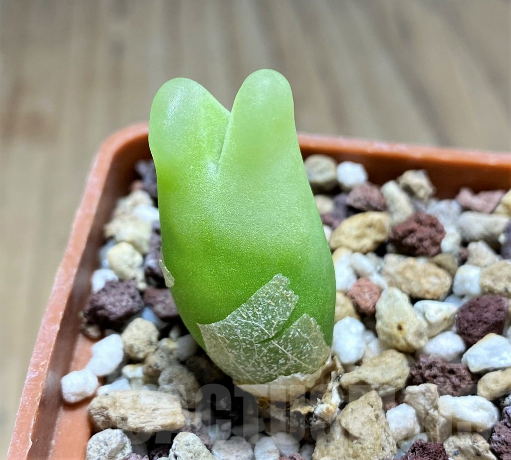 SHPR11297 Conophytum ratum SH1200 - 画像 (2)
