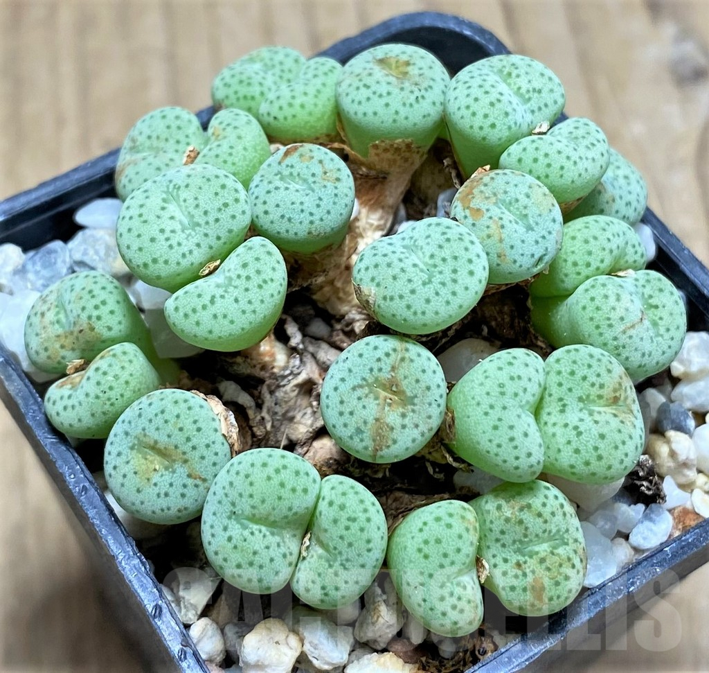 SHPR11494 Conophytum gratum jacobsenianum COP 121-04