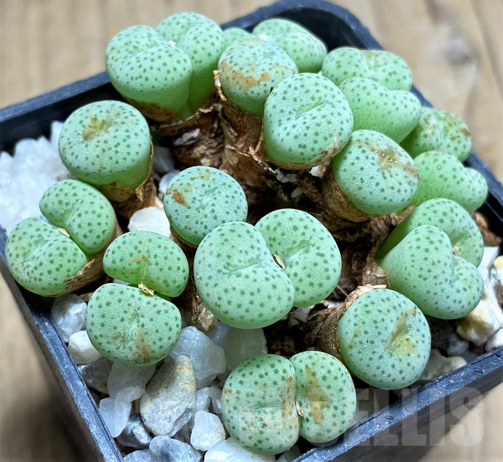 SHPR11494 Conophytum gratum jacobsenianum COP 121-04 - 画像 (2)