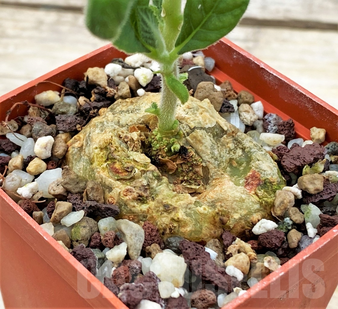 SHPR12905 Dorstenia benguellensis - Image 2