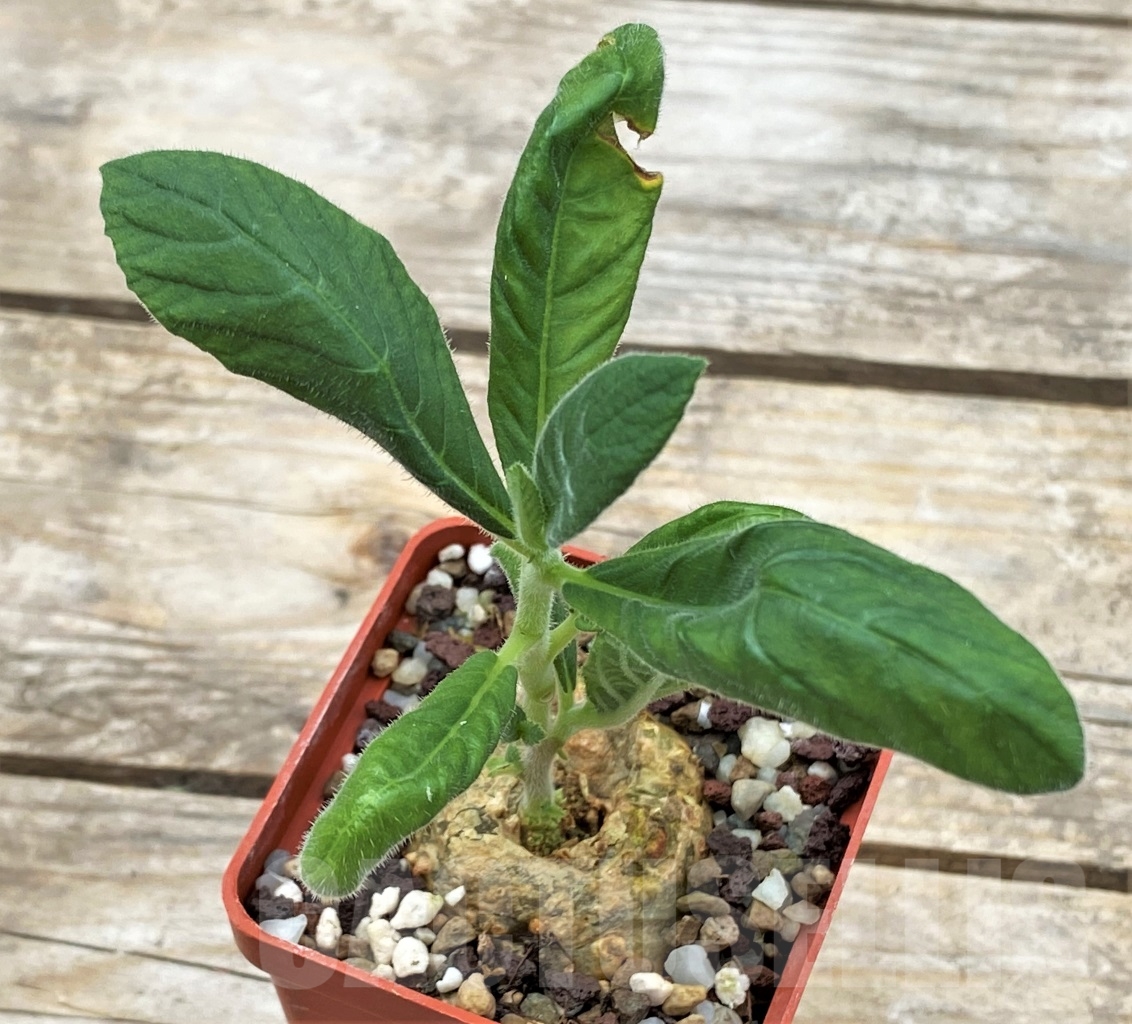 SHPR12905 Dorstenia benguellensis