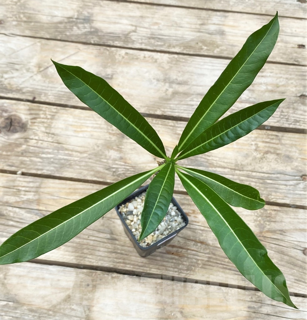 SHPR12906 Pachypodium rutenbergianum - Зображення 2