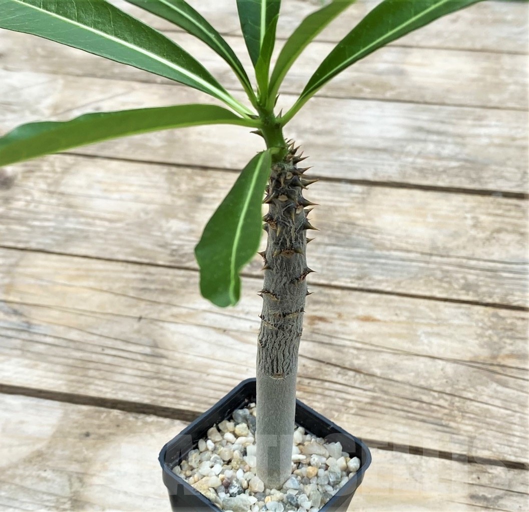SHPR12906 Pachypodium rutenbergianum - Зображення 3