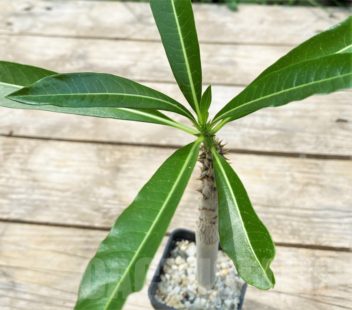 SHPR12906 Pachypodium rutenbergianum