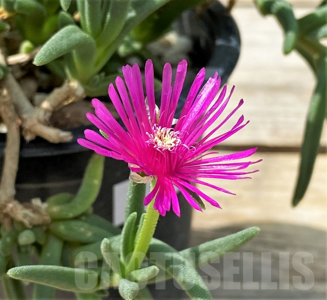 SHPR12907 Delosperma aff. cooperi
