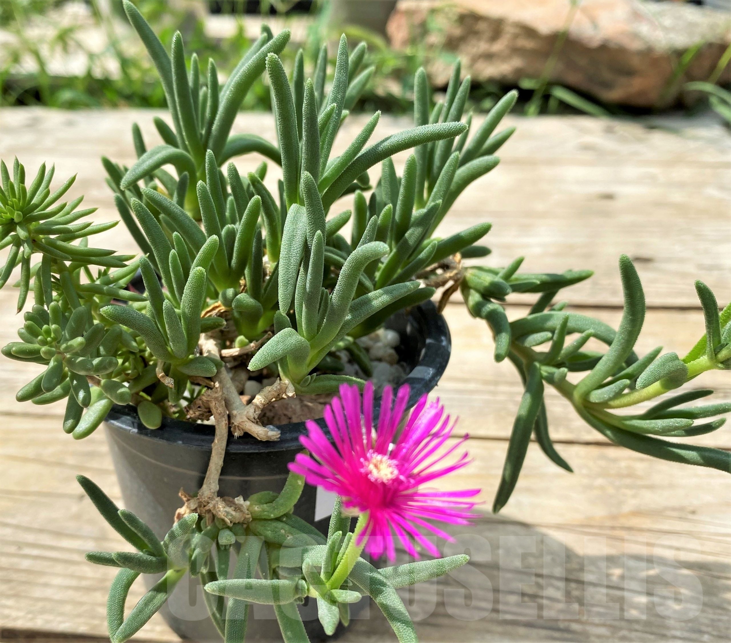 SHPR12907 Delosperma aff. cooperi – Bild 2