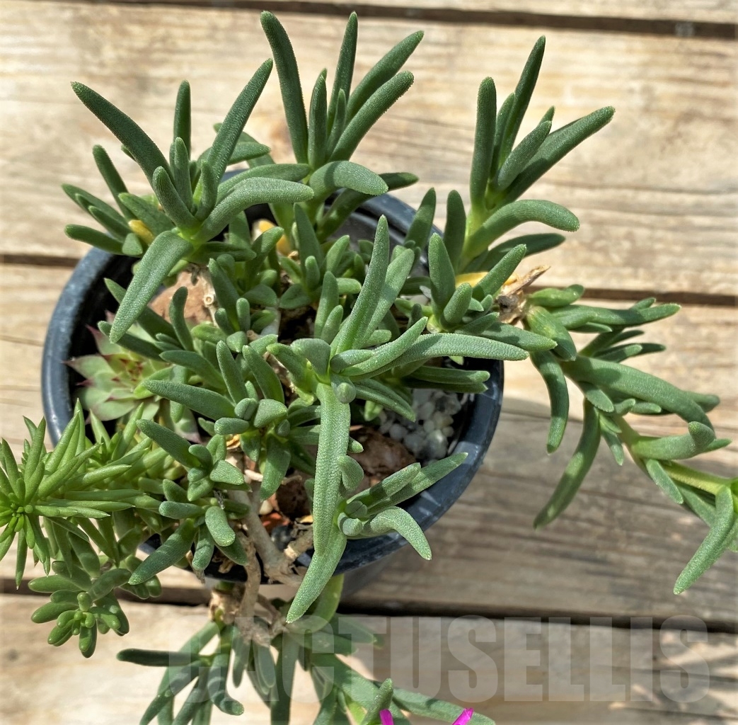 SHPR12907 Delosperma aff. cooperi – Bild 3