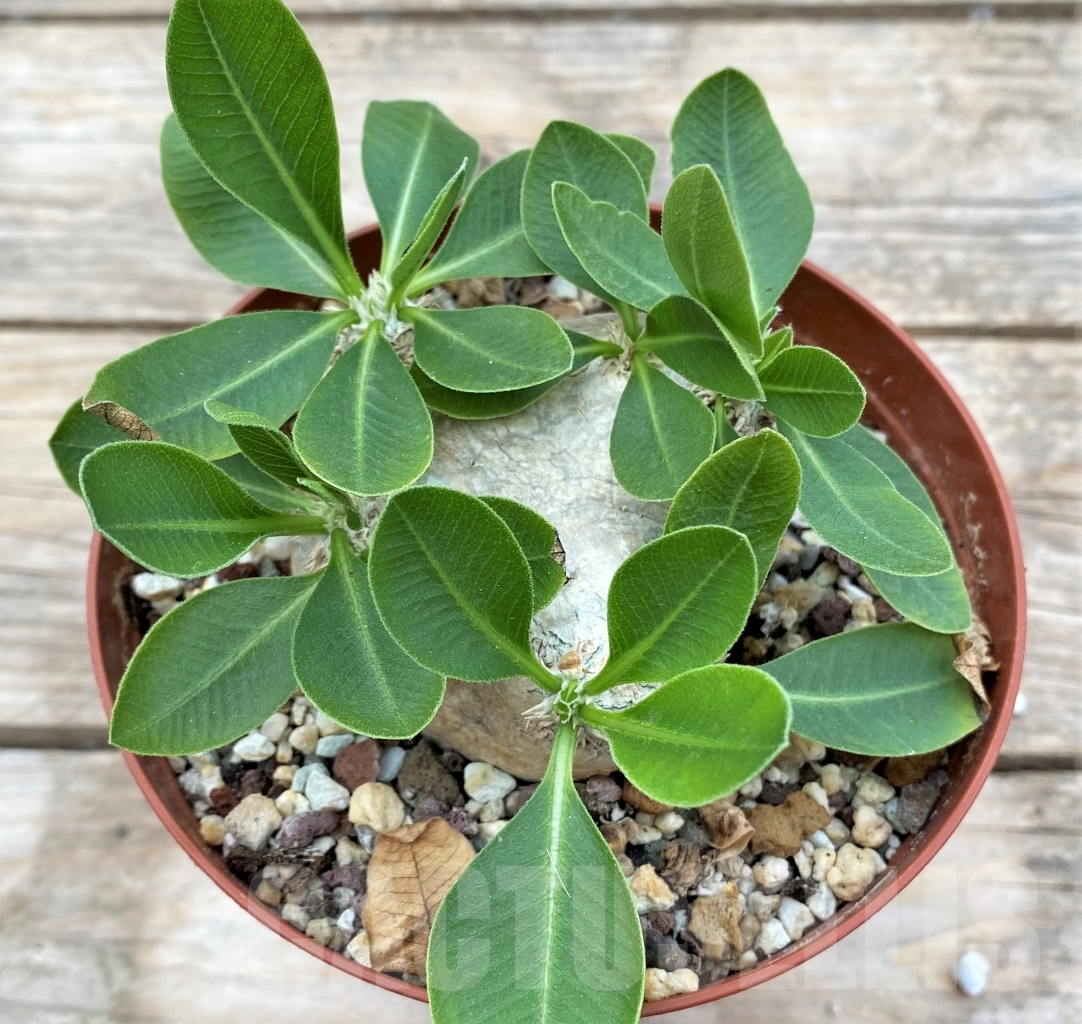 SHPR12910 Pachypodium brevicaule -Madagascar-