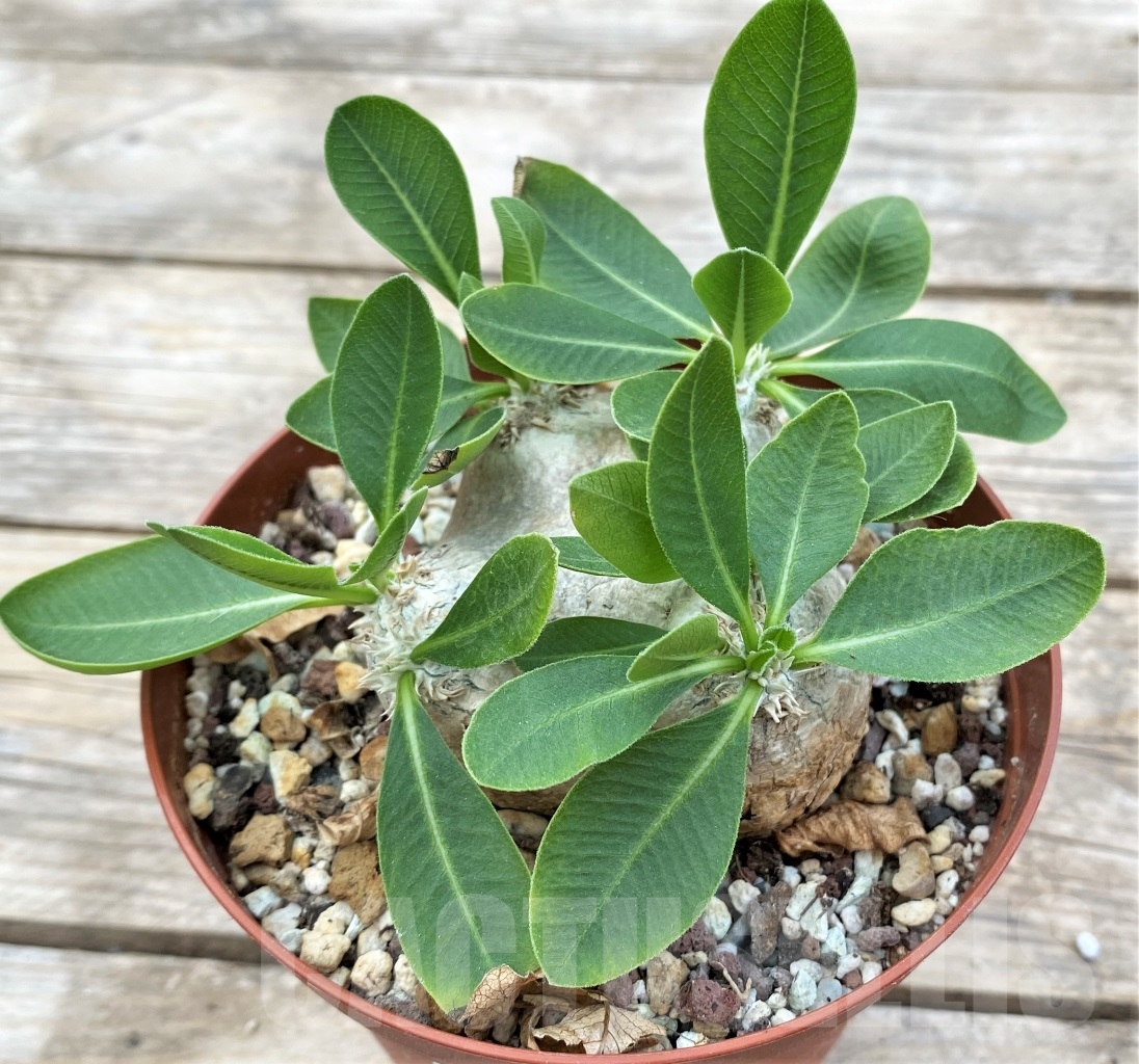 SHPR12910 Pachypodium brevicaule -Madagascar- - Image 2