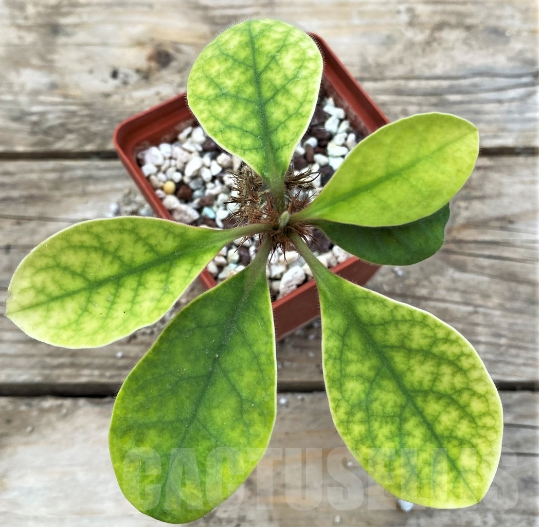 SHPR12911 Euphorbia iharanae - Image 2