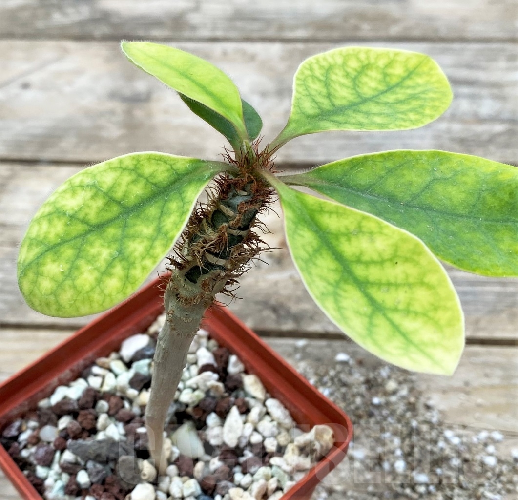 SHPR12911 Euphorbia iharanae