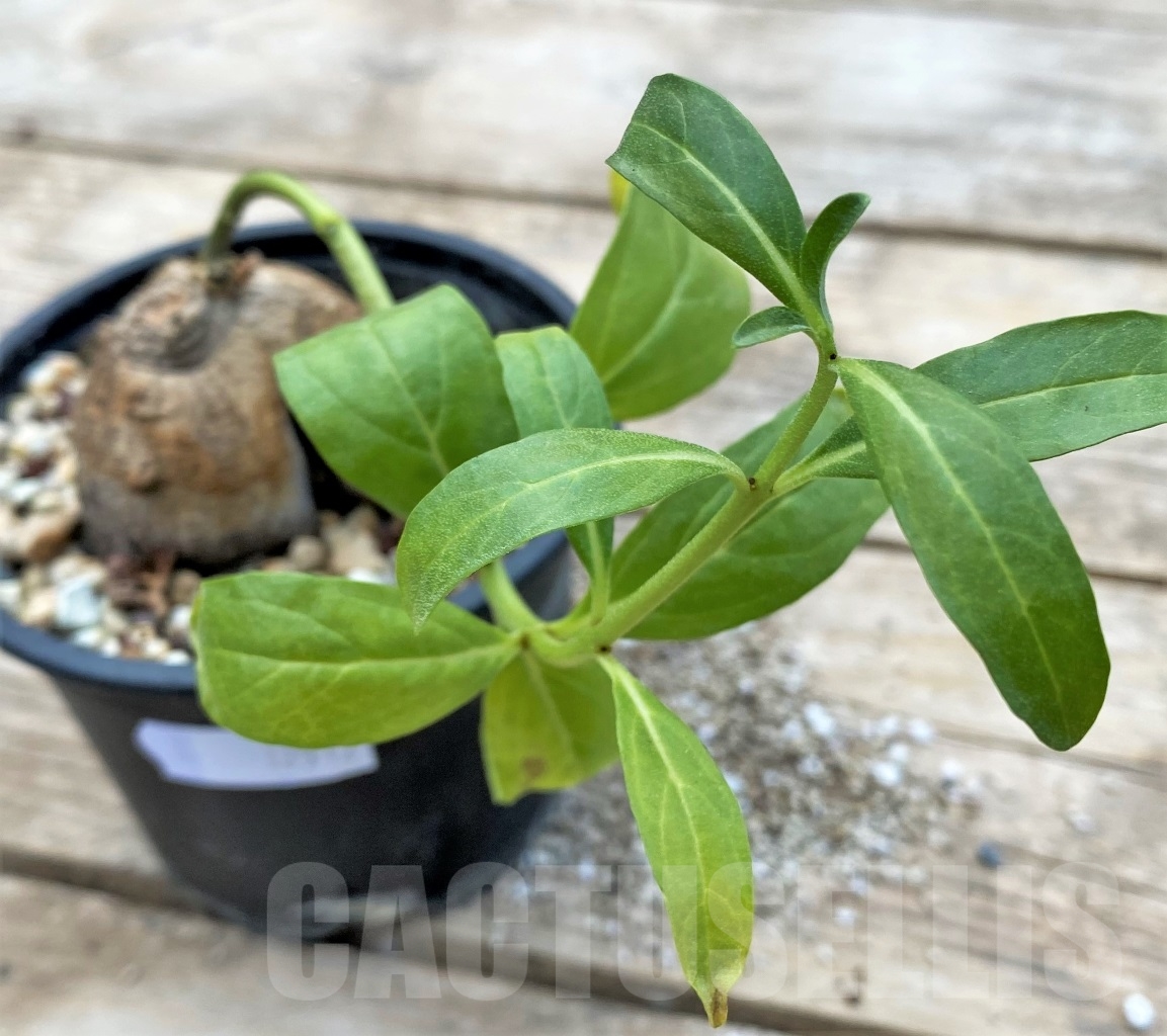 SHPR12912 Pterodiscus angustifolius ES 22535