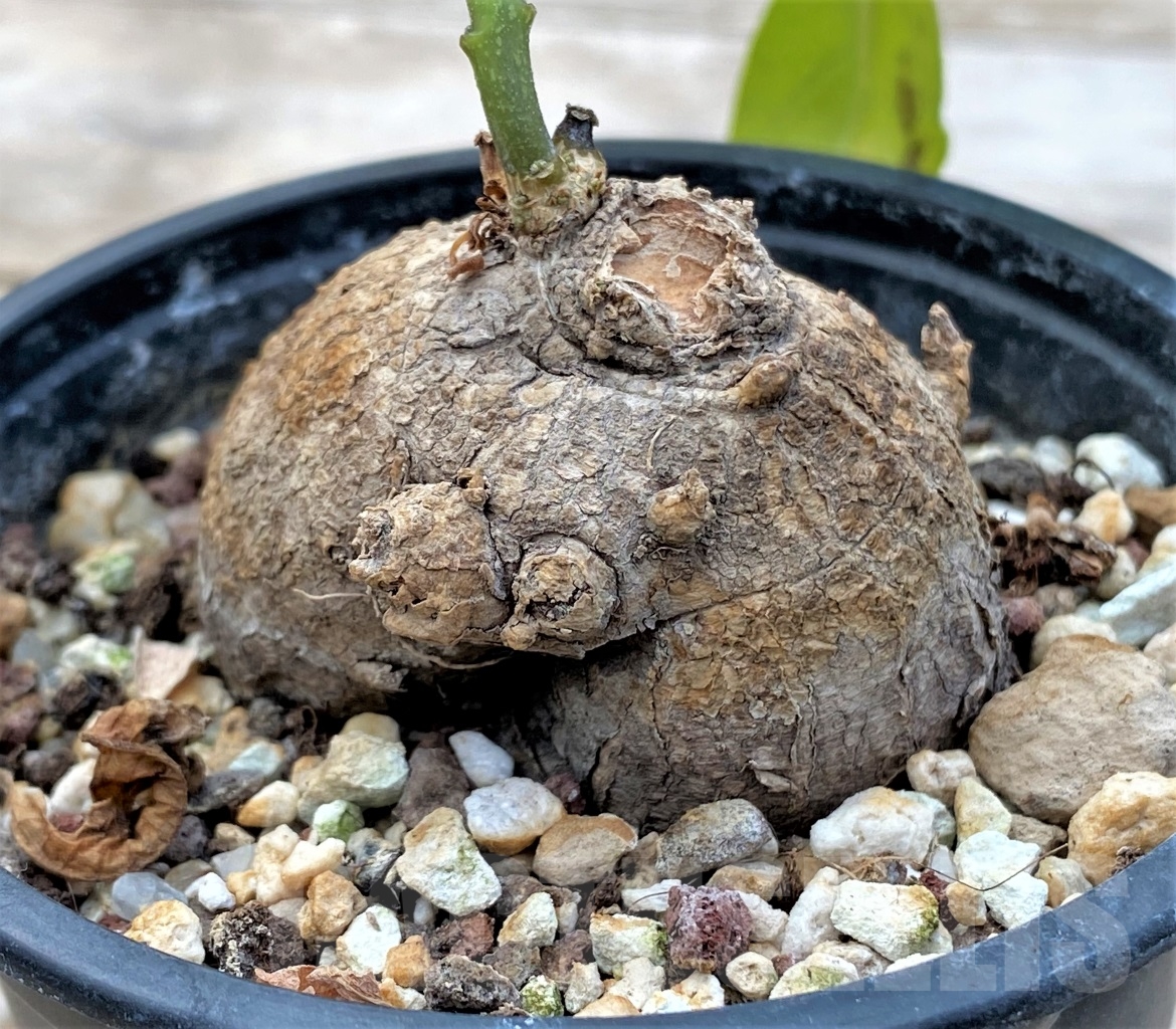 SHPR12912 Pterodiscus angustifolius ES 22535 - Image 3