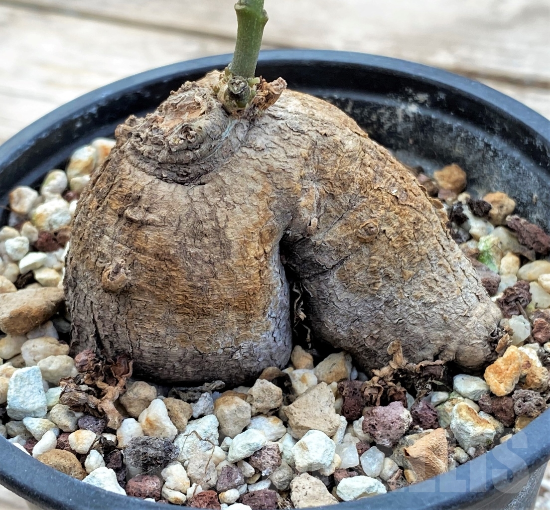 SHPR12912 Pterodiscus angustifolius ES 22535 - Image 2