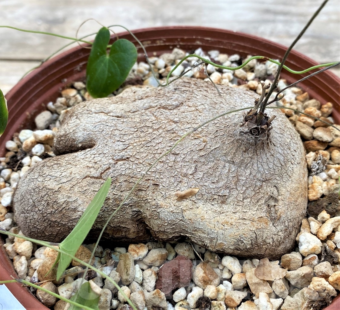 SHPR12913 Dioscorea sylvatica -RSA-