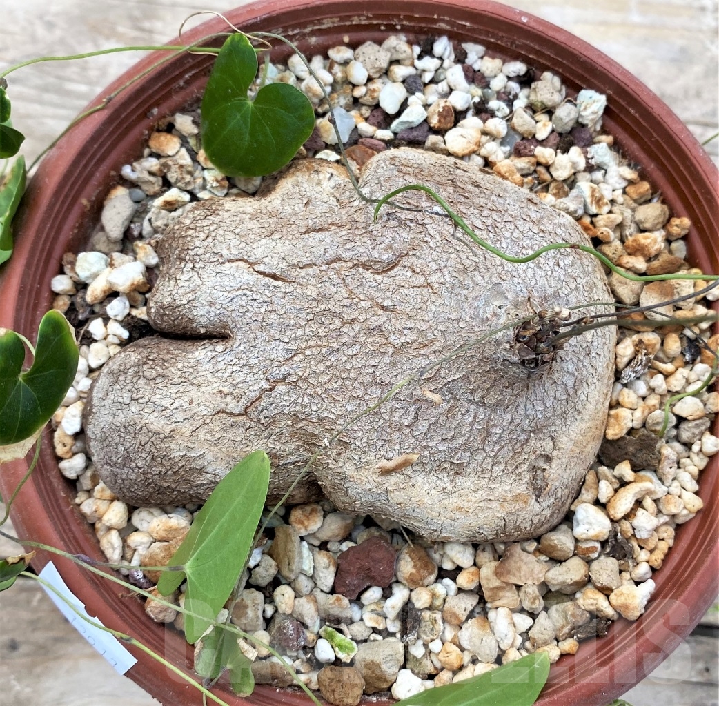 SHPR12913 Dioscorea sylvatica -RSA- - Image 2