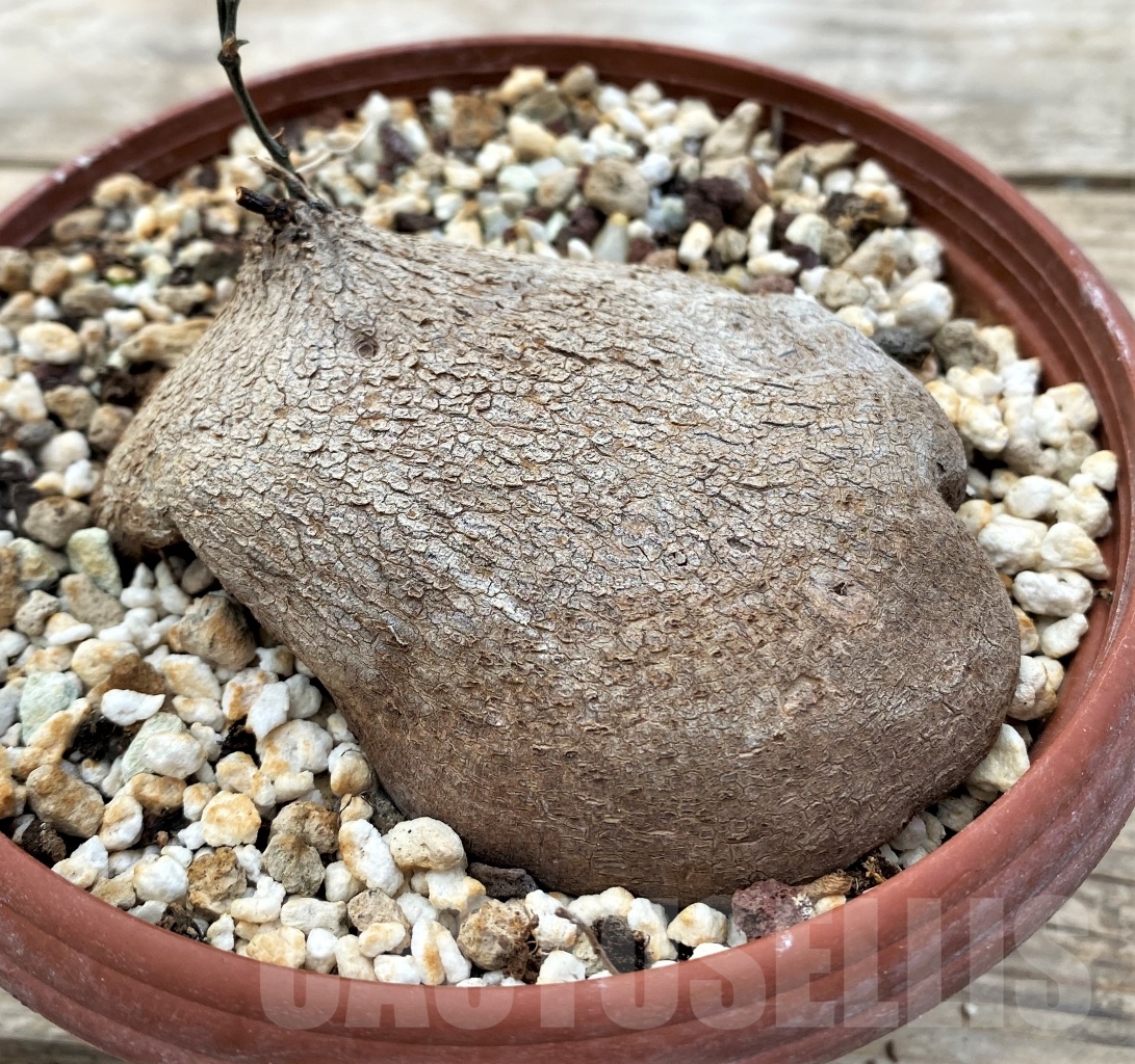 SHPR12914 Dioscorea sylvatica -RSA-