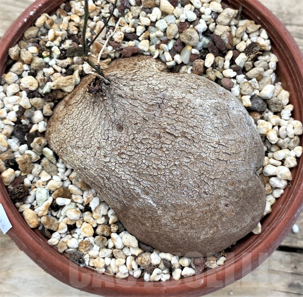 SHPR12914 Dioscorea sylvatica -RSA- - Image 2