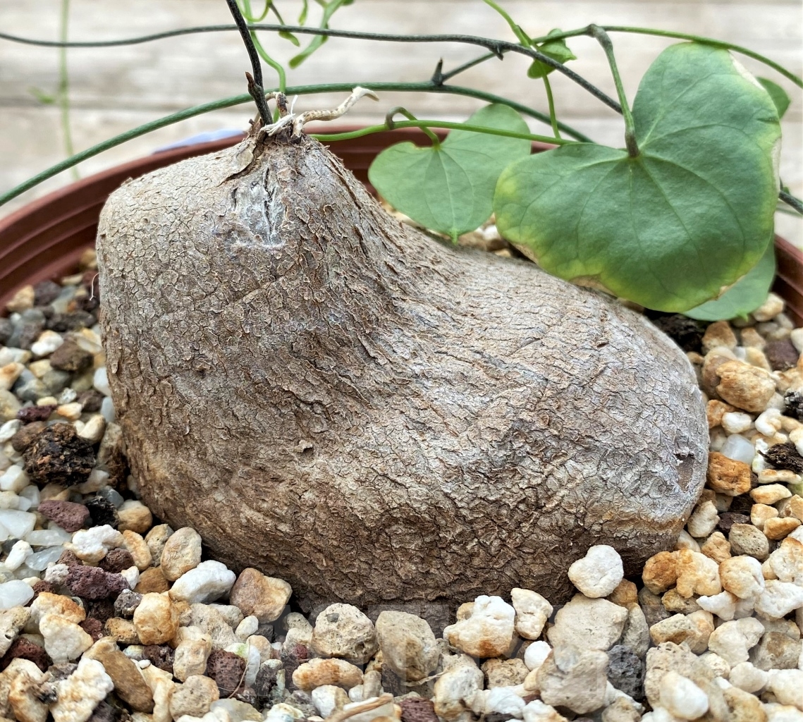 SHPR12916 Dioscorea sylvatica -RSA-