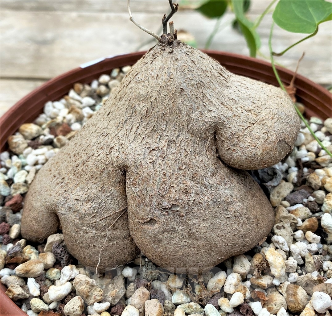 SHPR12917 Dioscorea sylvatica -RSA-