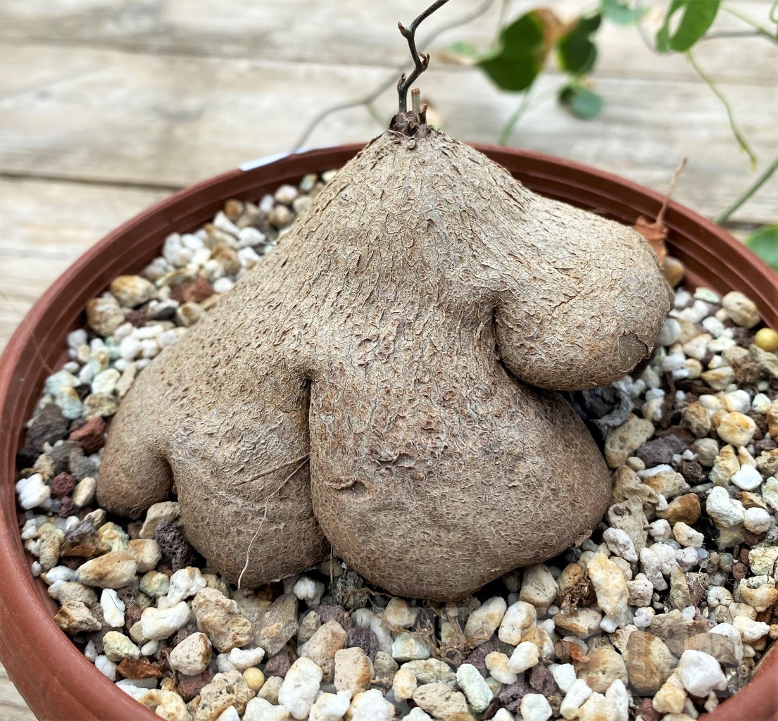 SHPR12917 Dioscorea sylvatica -RSA- - Image 2