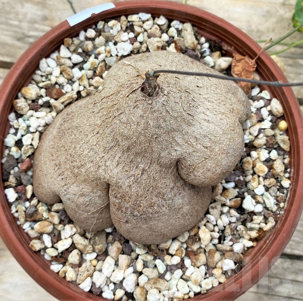 SHPR12917 Dioscorea sylvatica -RSA- - Image 3