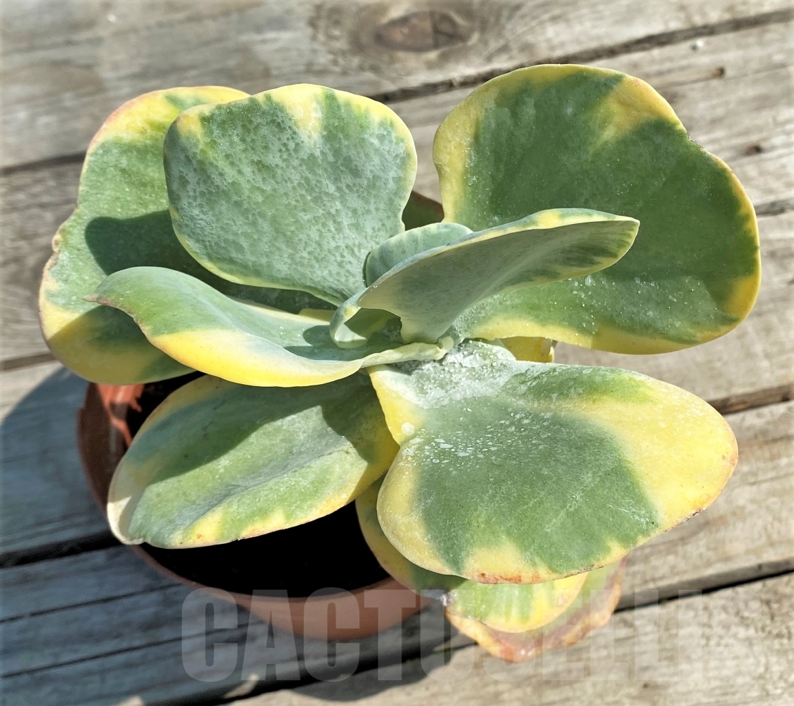 SHPR12918 Kalanchoe thyrsiflora variegata