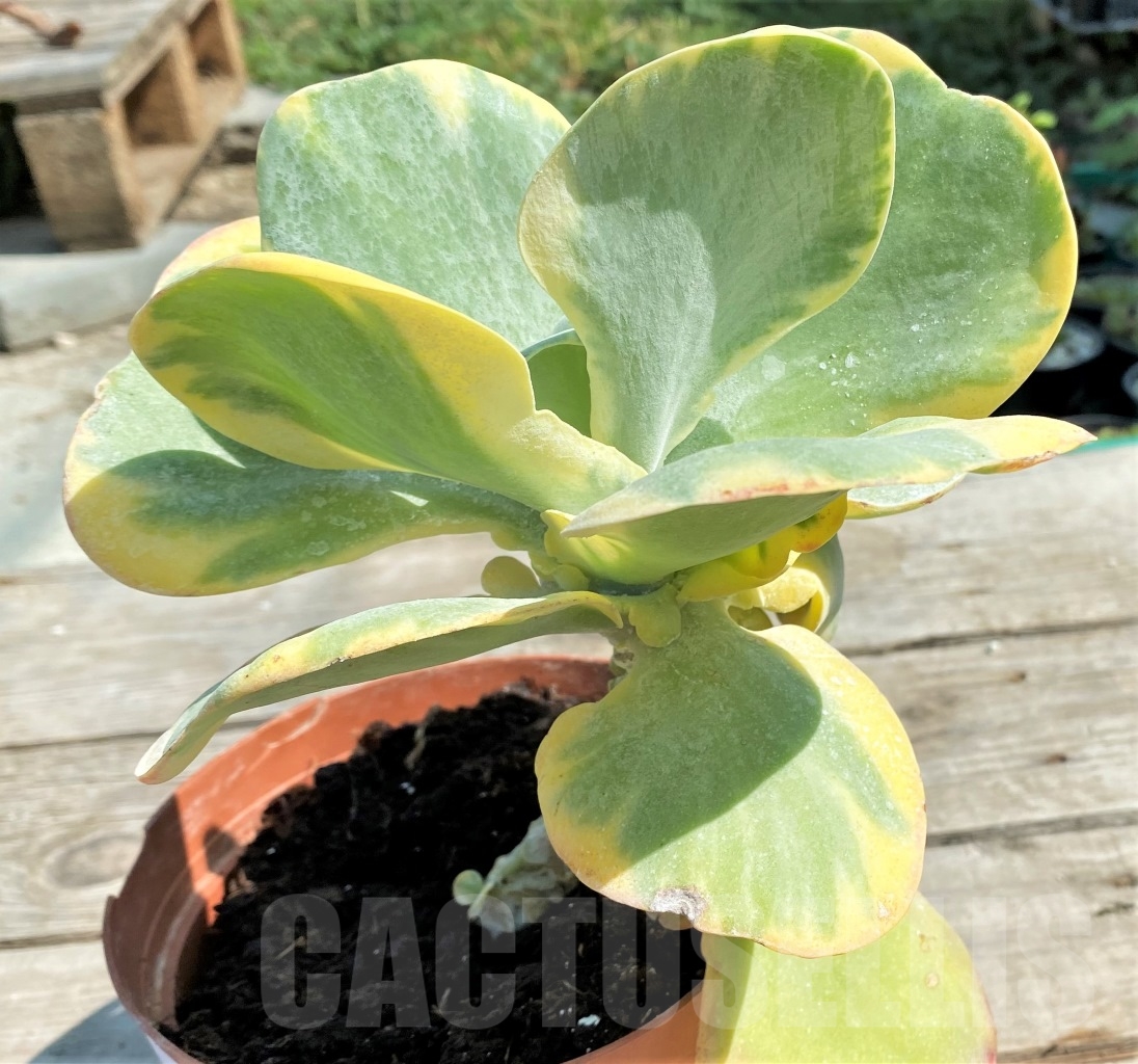SHPR12918 Kalanchoe thyrsiflora variegata - Obrázek 3