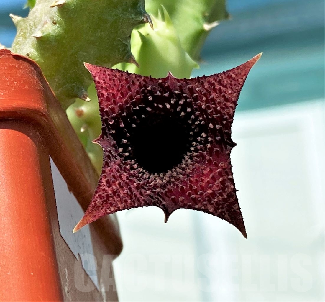 SHPR12919 Huernia macrocarpa