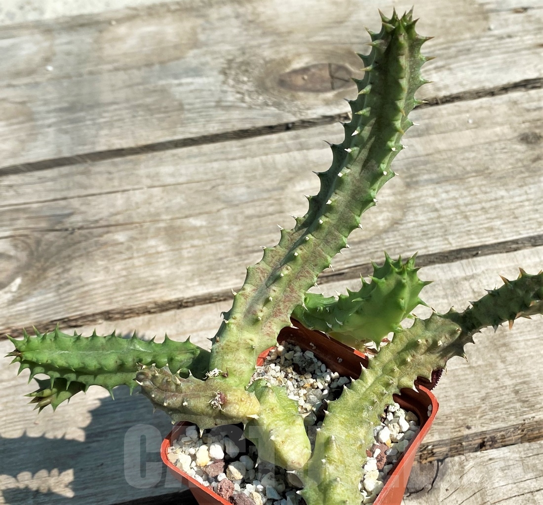 SHPR12919 Huernia macrocarpa - Image 3