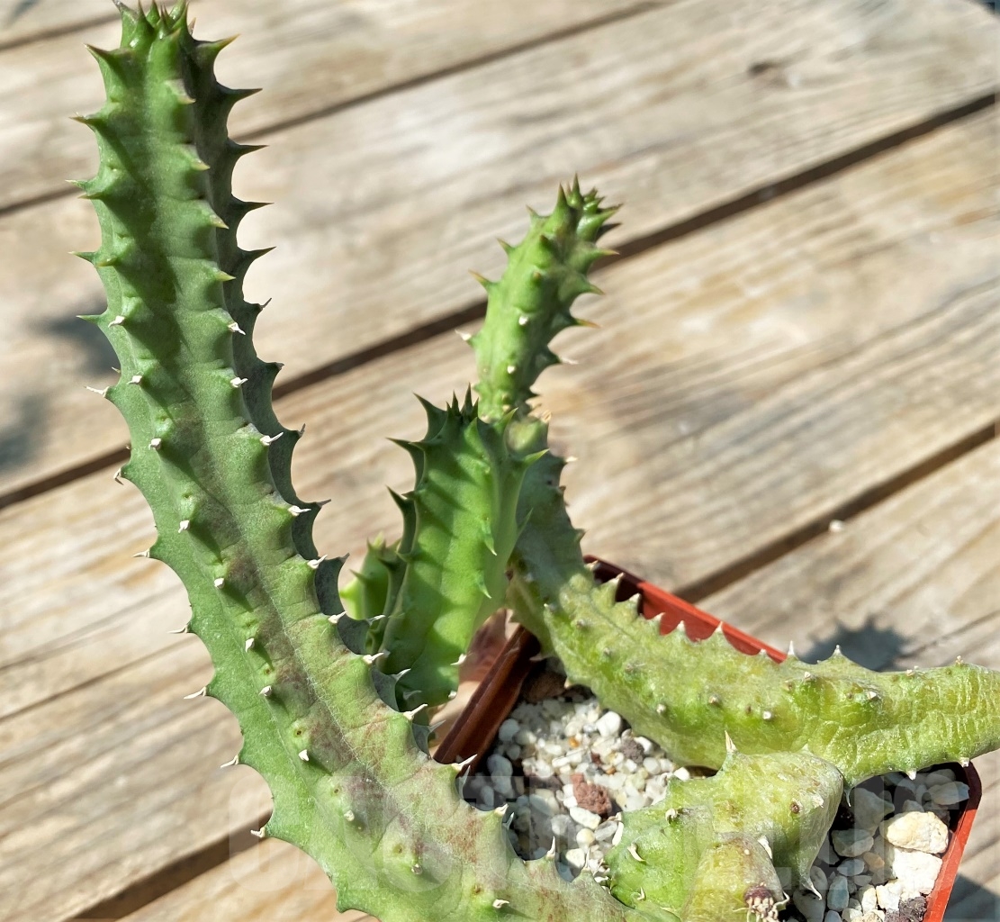 SHPR12919 Huernia macrocarpa - Image 2