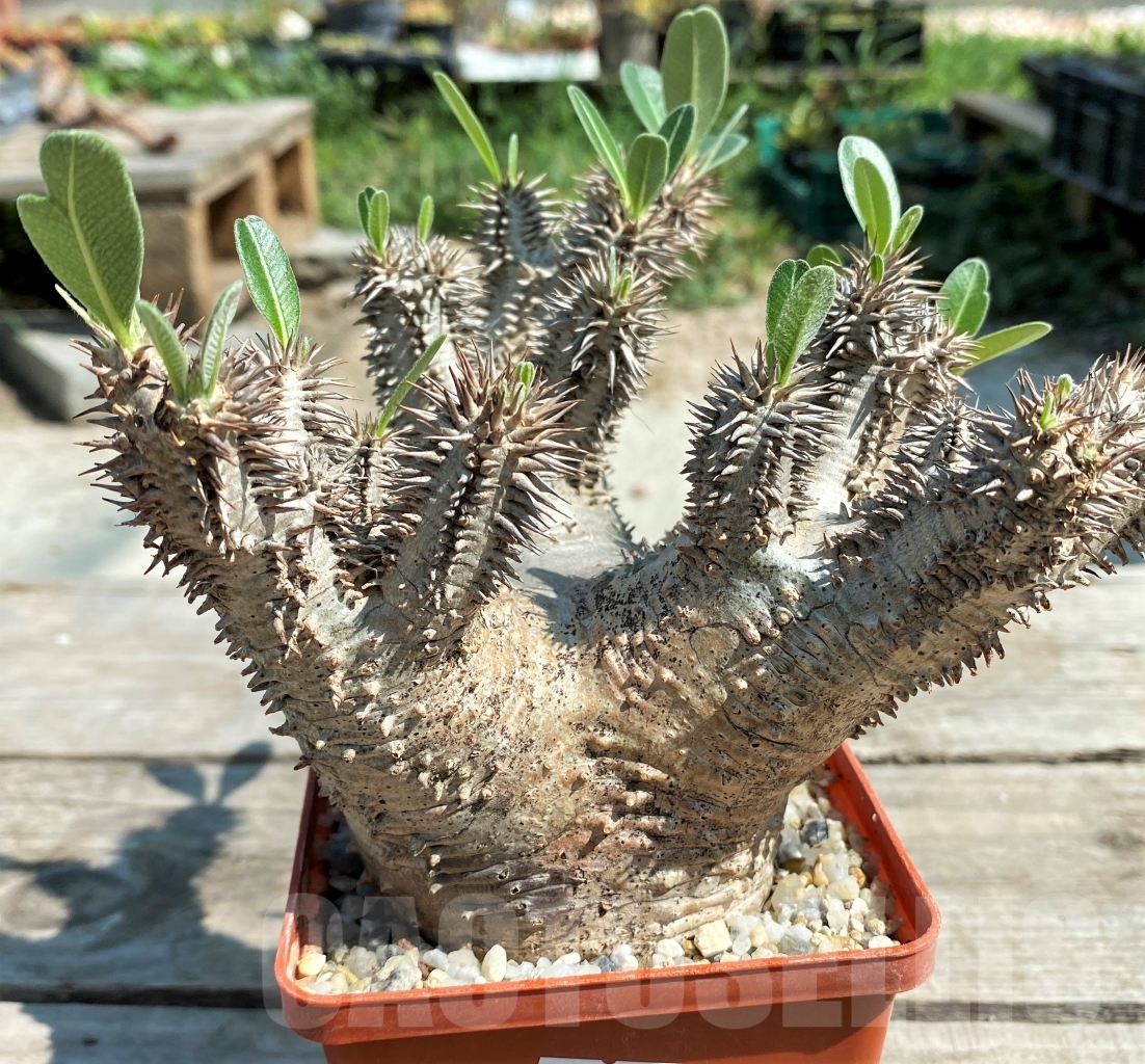 SHPR12920 Pachypodium densiflorum -Madagascar- - Image 2